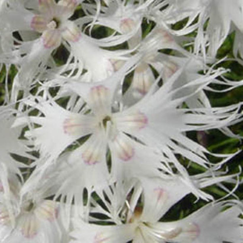 Dianthus arenarius - Zandanjelier (Bloei)