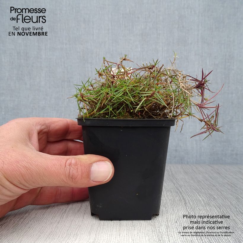 Exemplaar van Dianthus arenarius - Zandanjelier Kweekpotje van 8/9 cm zoals geleverd in de herfst