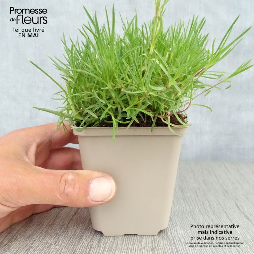 Exemplaar van Dianthus arenarius - Zandanjelier Kweekpotje van 8/9 cm zoals geleverd in de lente