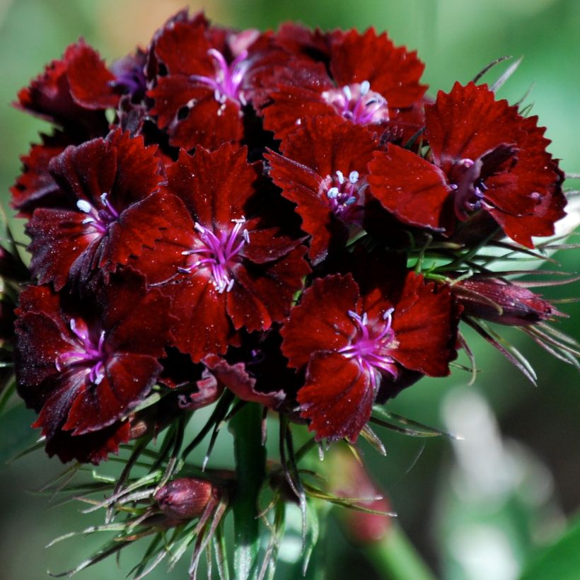Duizendschoon Oeschberg - Dianthus barbatus (Bloei)