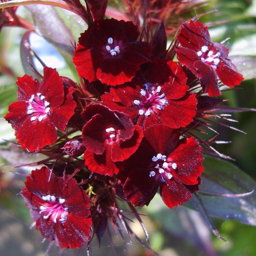 Duizendschoon Sooty - Dianthus barbatus nigrescens (Bloei)
