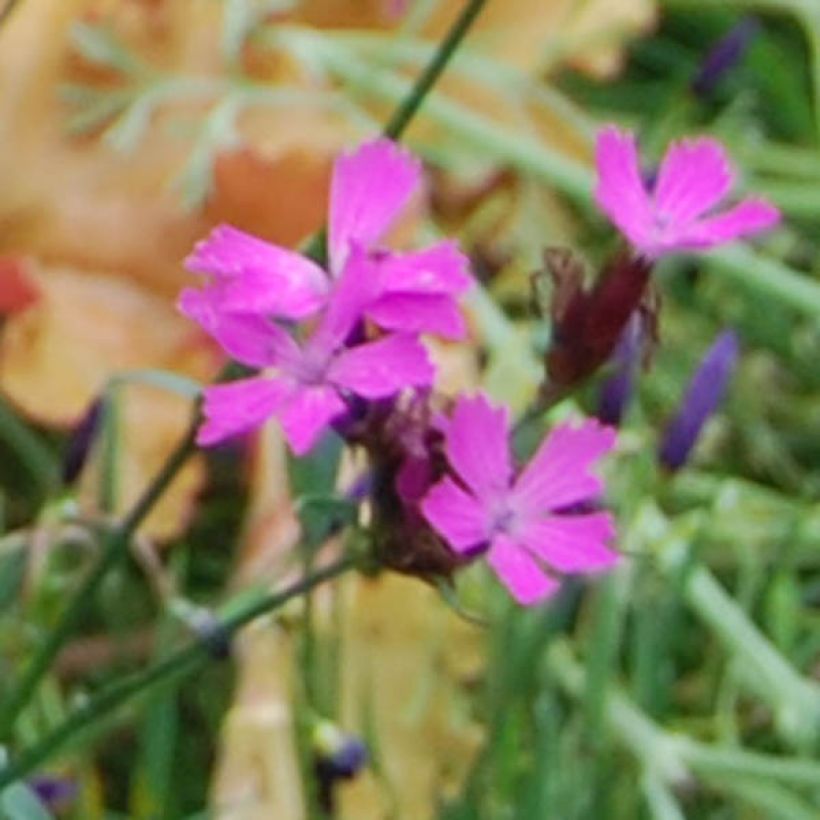 Dianthus carthusianorum - Kartuizer anjer (Bloei)