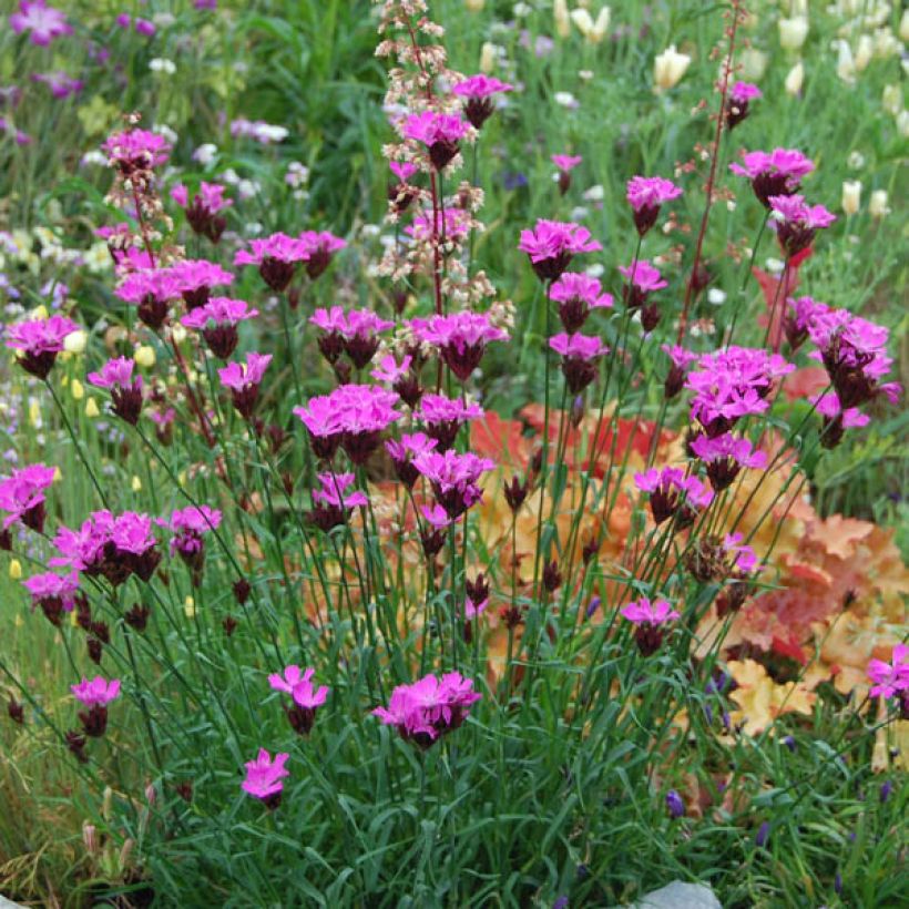 Dianthus carthusianorum - Kartuizer anjer (Groeiplaats)
