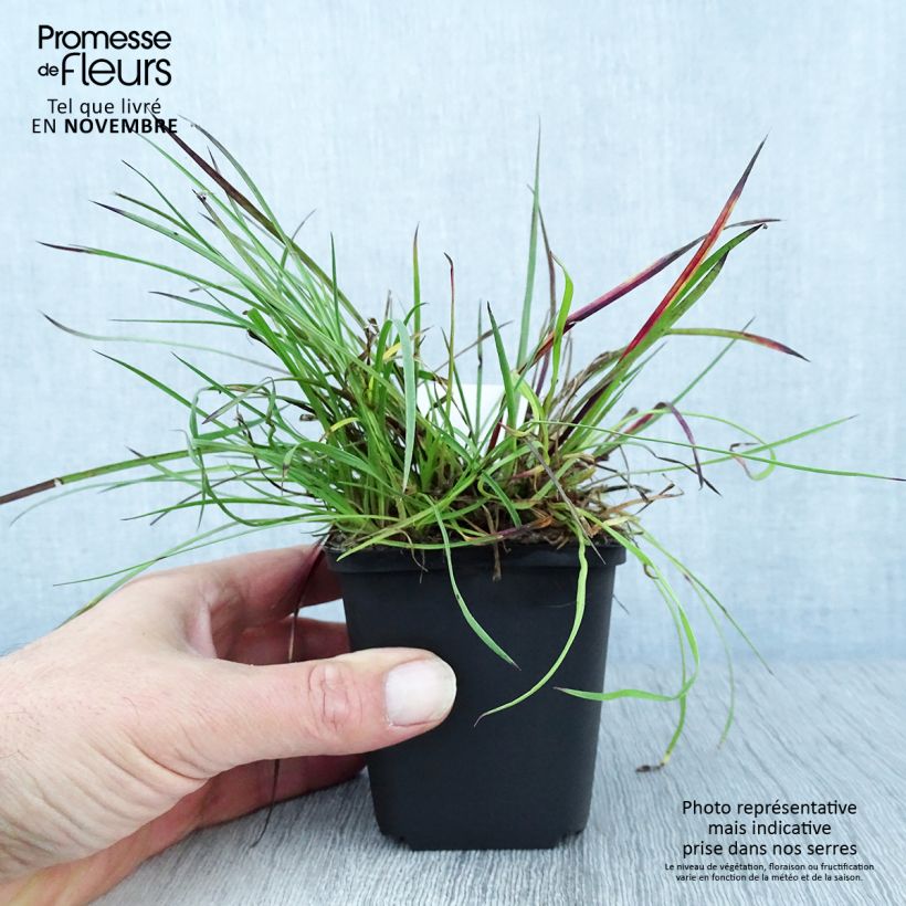 Exemplaar van Dianthus carthusianorum - Kartuizer anjer Kweekpotje van 8/9 cm zoals geleverd in de herfst