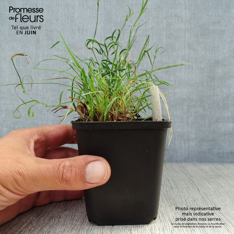 Exemplaar van Dianthus carthusianorum - Kartuizer anjer Kweekpotje van 8/9 cm zoals geleverd in de zomer