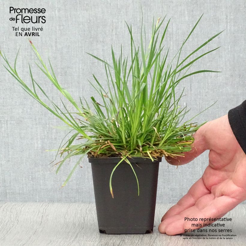 Exemplaar van Dianthus carthusianorum - Kartuizer anjer Kweekpotje van 8/9 cm zoals geleverd in de lente