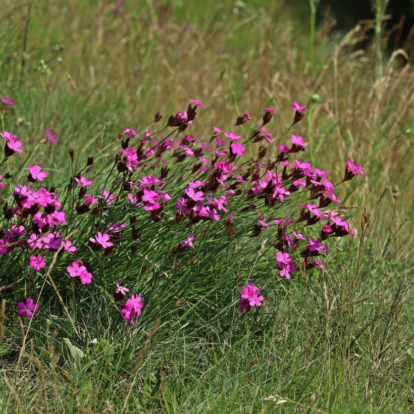 Dianthus carthusianorum - Kartuizer anjer (Groeiplaats)