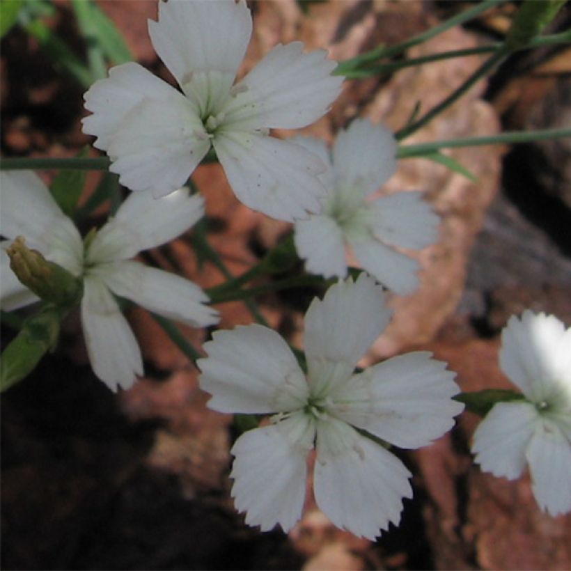 Dianthus deltoides Albiflorus - Steenanjer (Bloei)