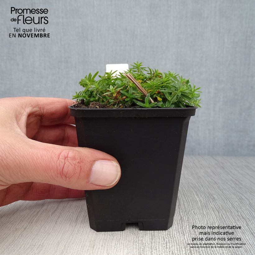 Exemplaar van Dianthus deltoides Albiflorus - Steenanjer Kweekpotje van 8/9 cm zoals geleverd in de herfst