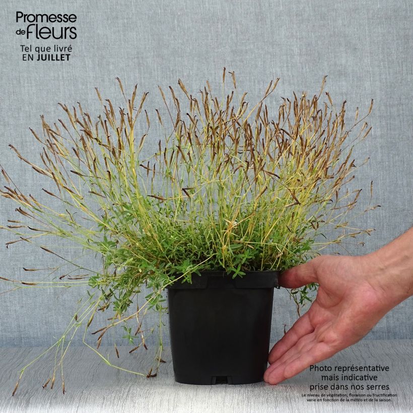 Exemplaar van Dianthus deltoides Albiflorus - Steenanjer Pot van 2 l/3 l zoals geleverd in de zomer