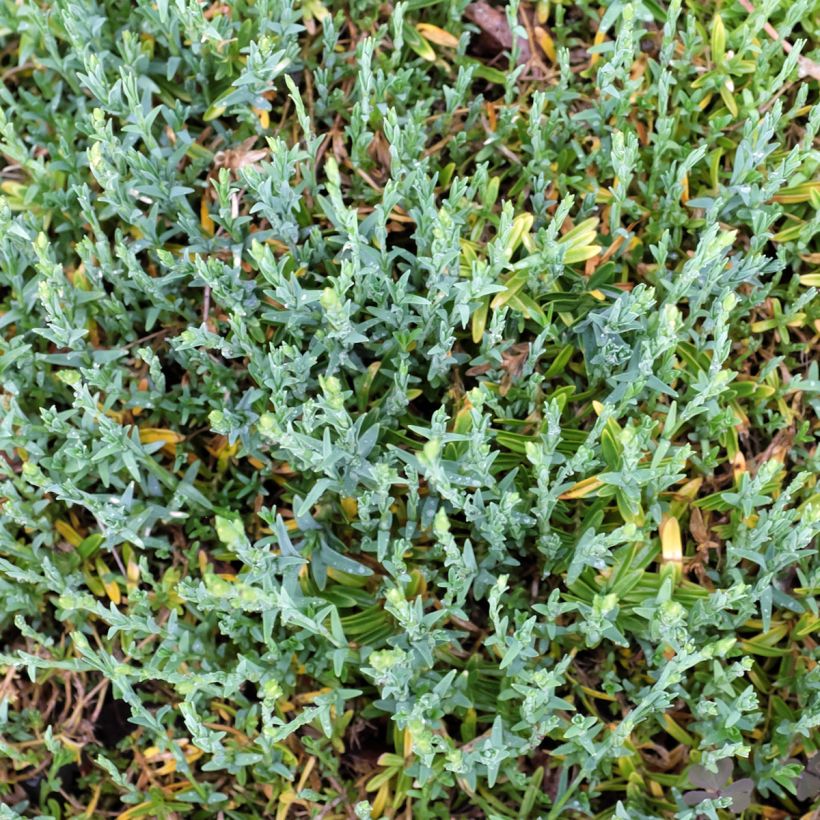 Dianthus deltoides Arctic Fire - Steenanjer (Blad)