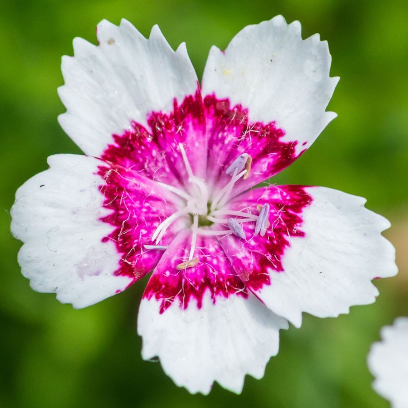 Dianthus deltoides Arctic Fire - Steenanjer (Bloei)