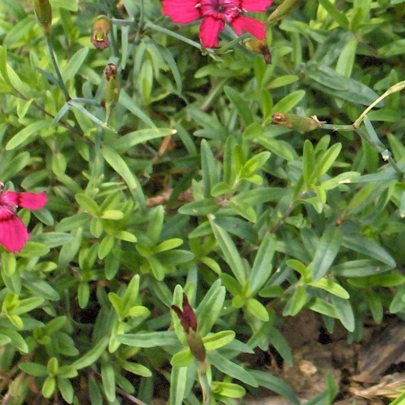 Dianthus deltoides Brillant - Steenanjer (Blad)