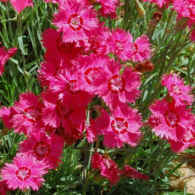 Dianthus deltoides Brillant - Steenanjer (Bloei)