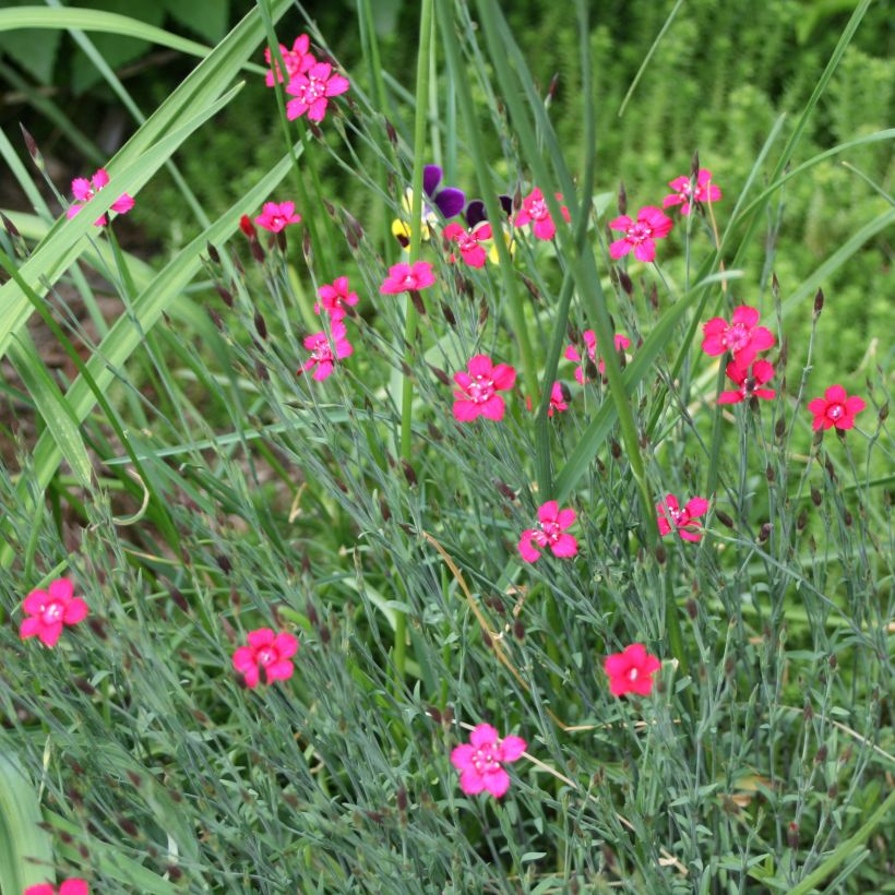 Dianthus deltoides Brillant - Steenanjer (Groeiplaats)