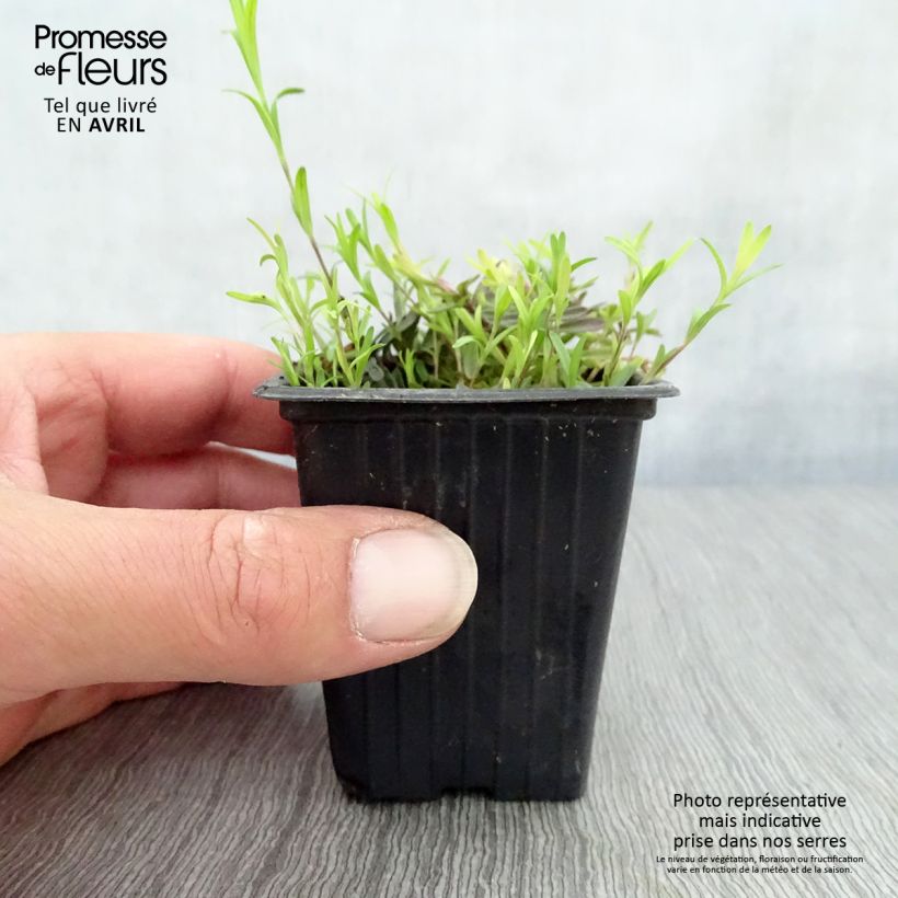 Exemplaar van Dianthus deltoides Brillant - Steenanjer Kweekpotje van 7/8 cm zoals geleverd in de lente