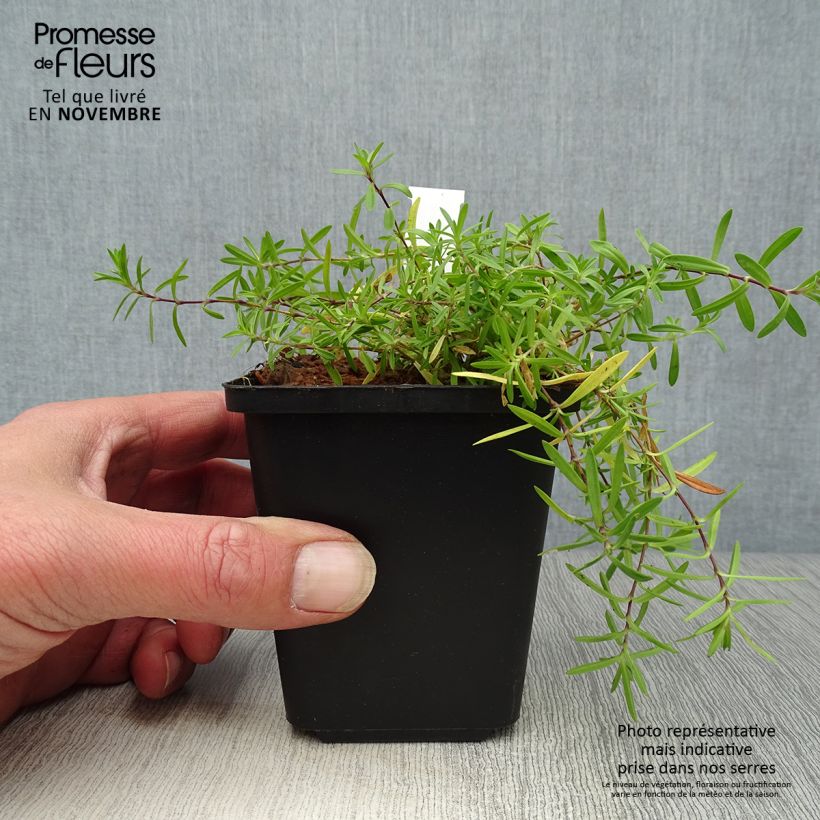 Exemplaar van Dianthus deltoides Flashing Light - Steenanjer Kweekpotje van 8/9 cm zoals geleverd in de herfst