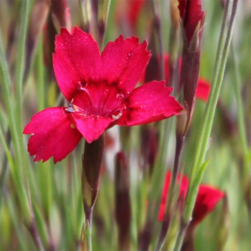 Dianthus deltoides Flashing Light - Steenanjer (Bloei)