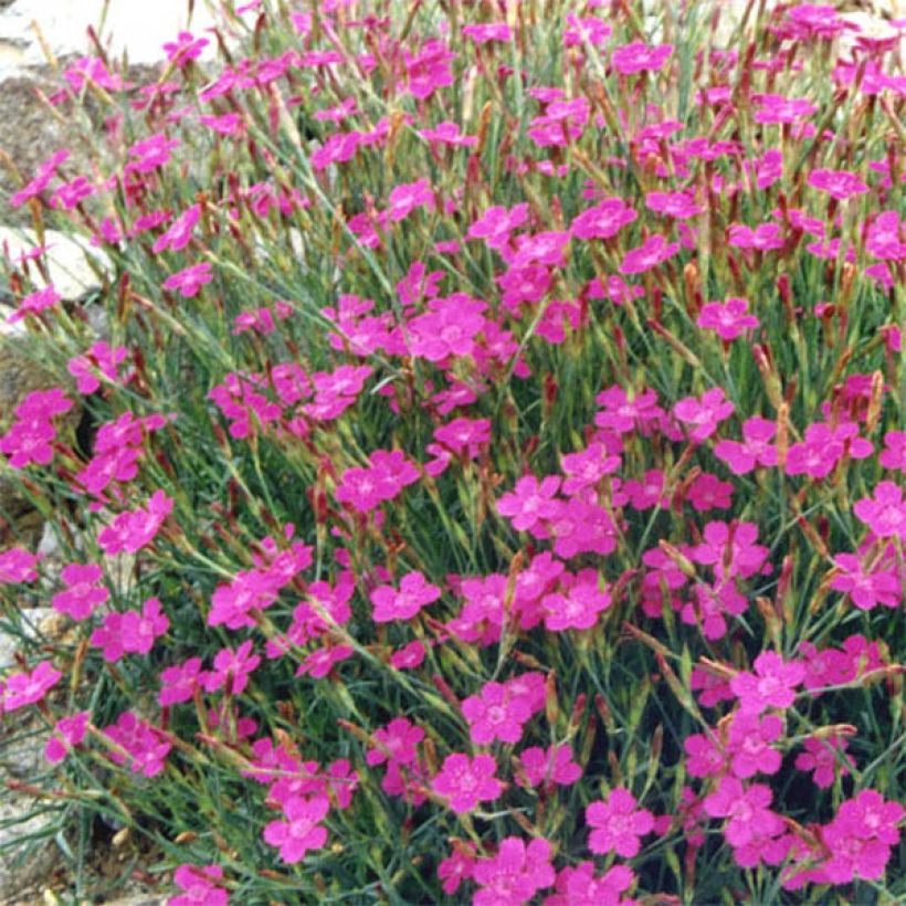 Dianthus deltoides Rosea - Steenanjer (Bloei)