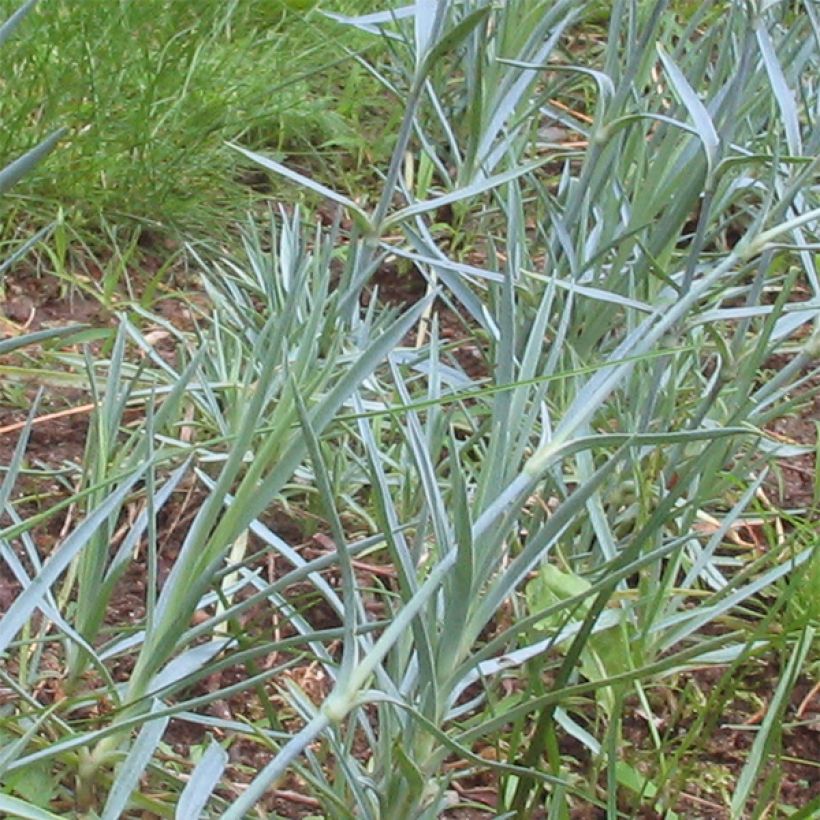 Dianthus gratianopolitanus Badenia - Rotsanjer (Blad)