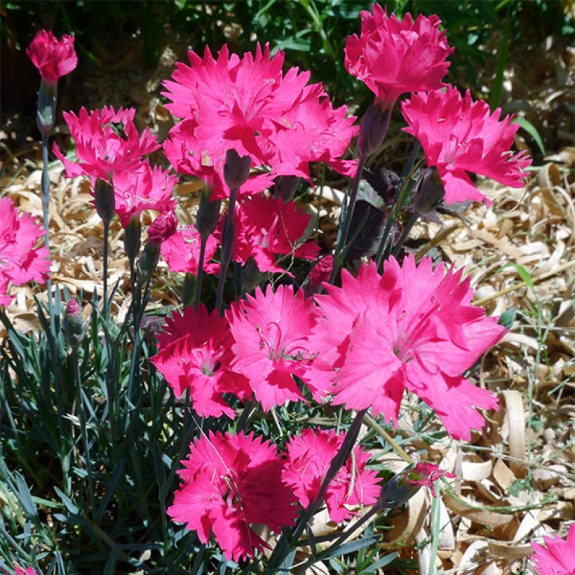 Dianthus gratianopolitanus Badenia - Rotsanjer (Bloei)