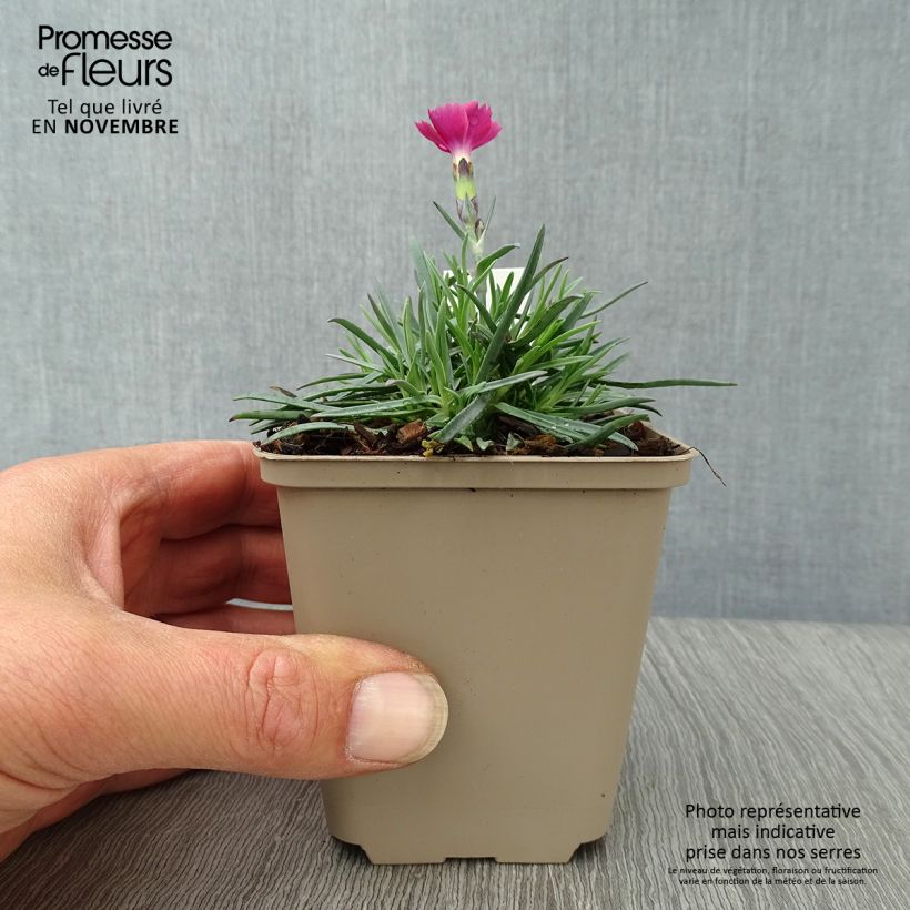 Exemplaar van Dianthus gratianopolitanus Badenia - Rotsanjer Kweekpotje van 8/9 cm zoals geleverd in de herfst