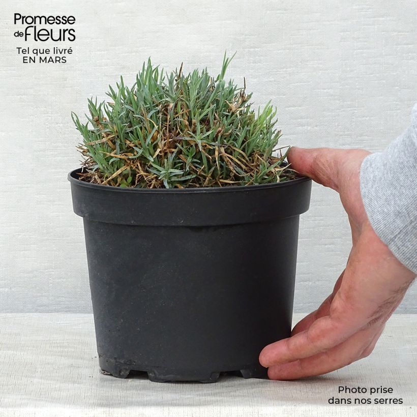 Exemplaar van Dianthus gratianopolitanus Badenia - Rotsanjer Pot van 2 l/3 l zoals geleverd in de lente