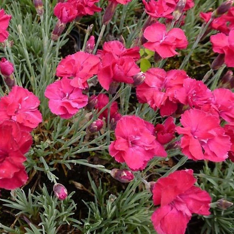 Dianthus gratianopolitanus Bombardier - Rotsanjer (Bloei)