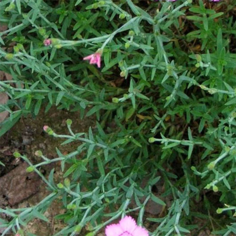 Dianthus gratianopolitanus Eydangeri - Rotsanjer (Blad)