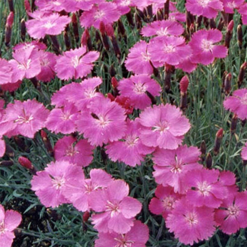 Dianthus gratianopolitanus Eydangeri - Rotsanjer (Bloei)