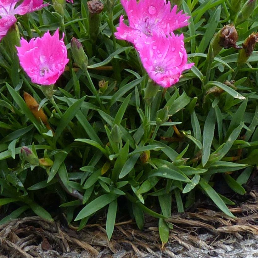 Dianthus gratianopolitanus Kahori - Rotsanjer (Blad)