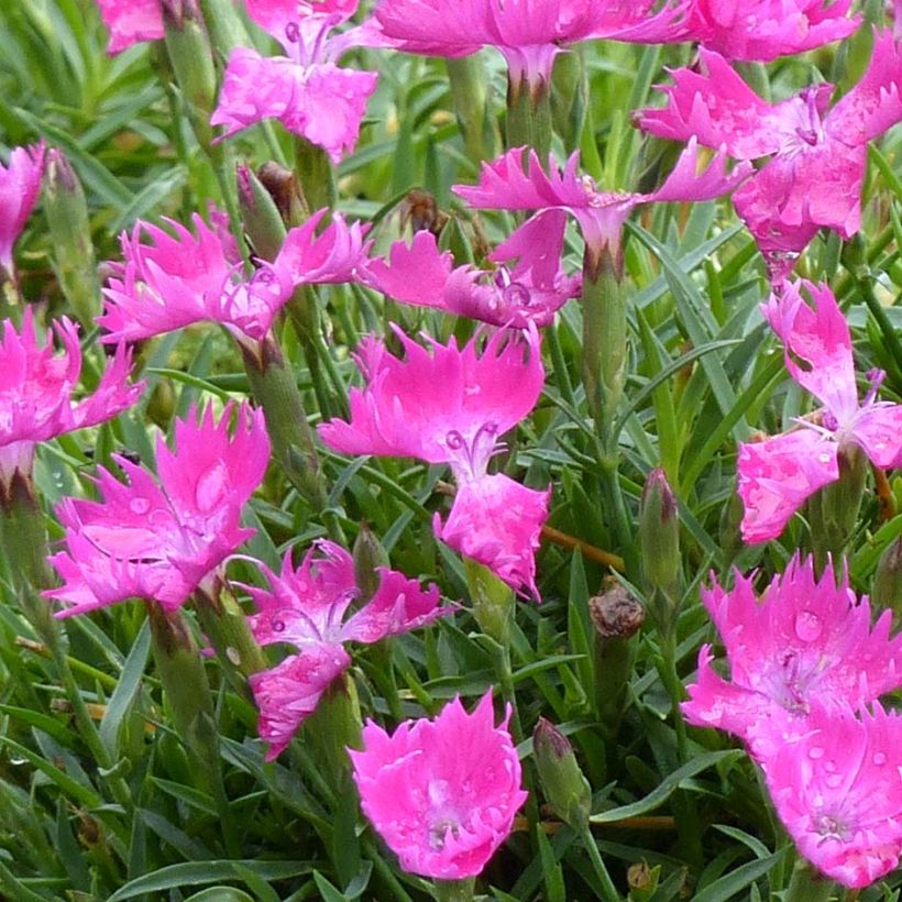 Dianthus gratianopolitanus Kahori - Rotsanjer (Bloei)