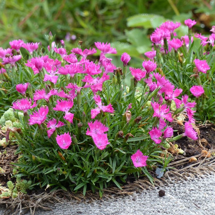 Dianthus gratianopolitanus Kahori - Rotsanjer (Groeiplaats)