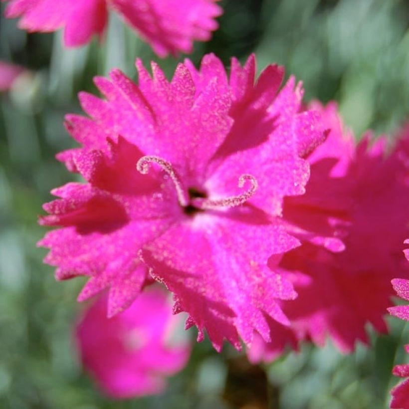 Dianthus gratianopolitanus Splendens - Rotsanjer (Bloei)