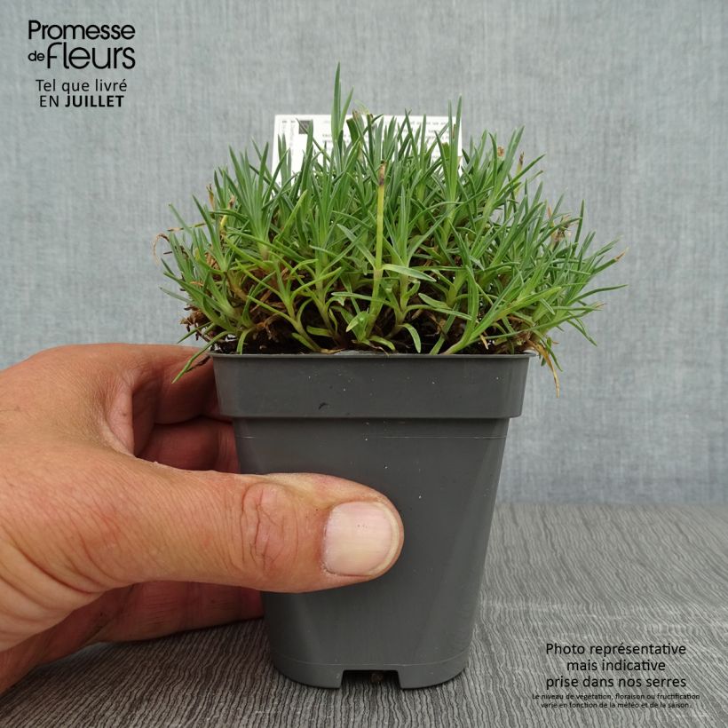 Exemplaar van Dianthus gratianopolitanus Whatfield Gem - Rotsanjer Kweekpotje van 8/9 cm zoals geleverd in de zomer
