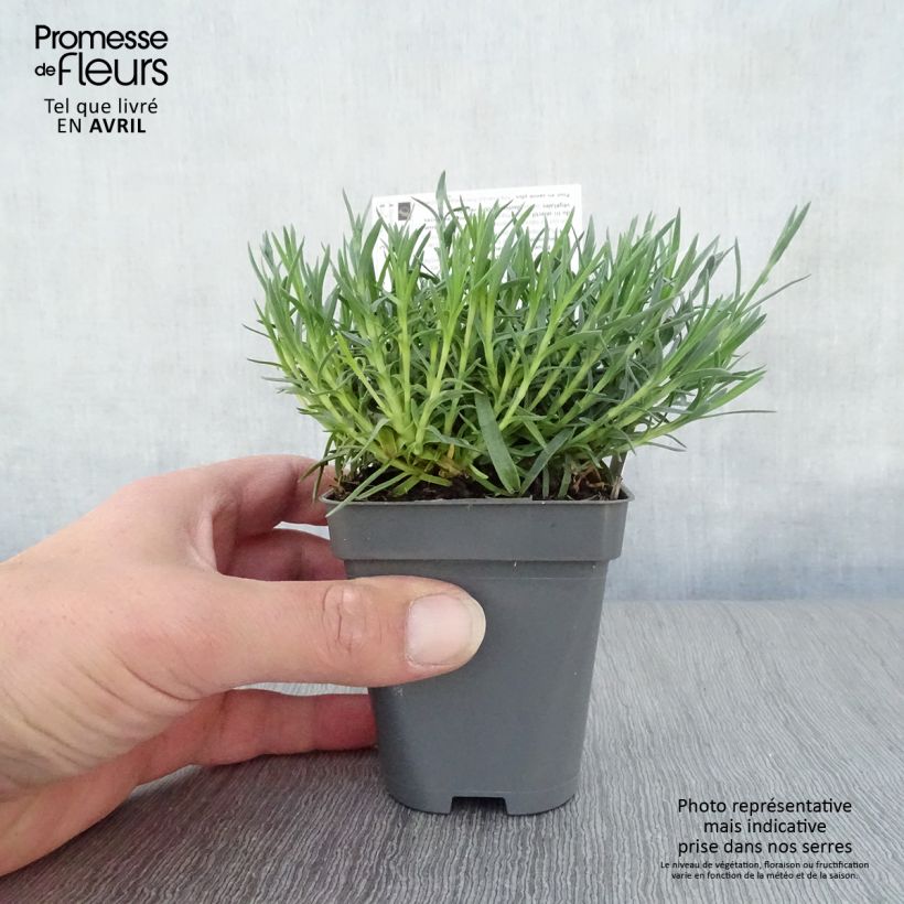 Exemplaar van Dianthus gratianopolitanus Whatfield Gem - Rotsanjer Kweekpotje van 8/9 cm zoals geleverd in de lente