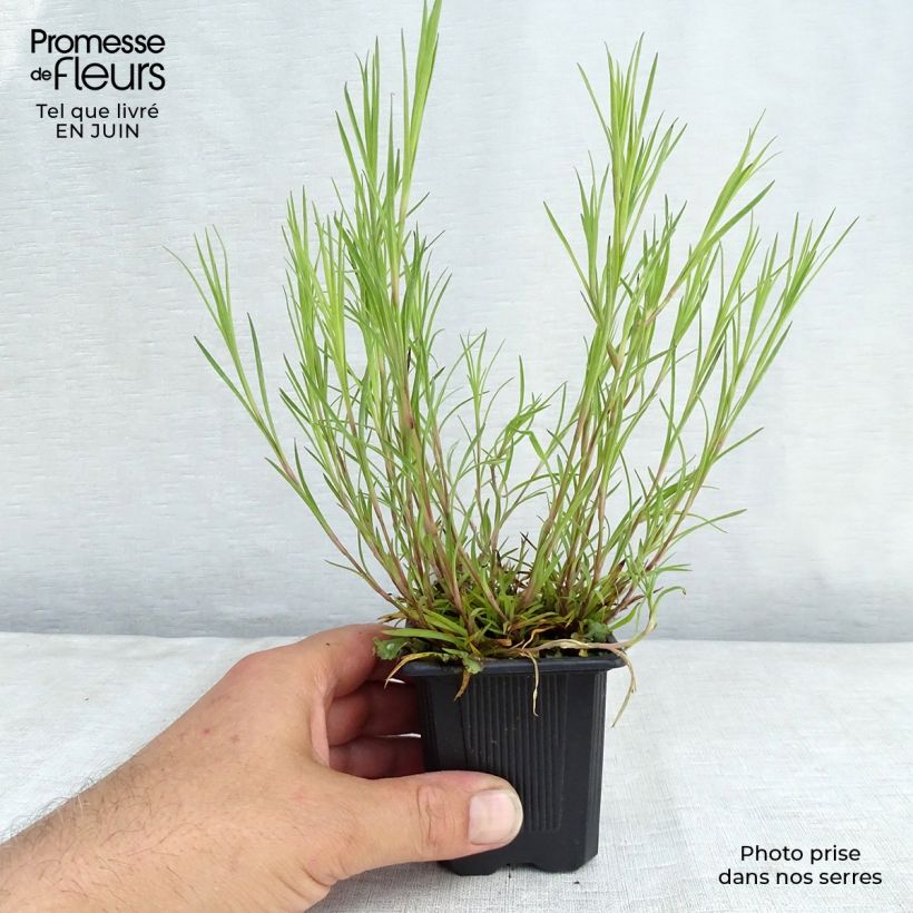 Exemplaar van Dianthus knappii- Anjer knappii Kweekpotje van 8/9 cm zoals geleverd in de zomer