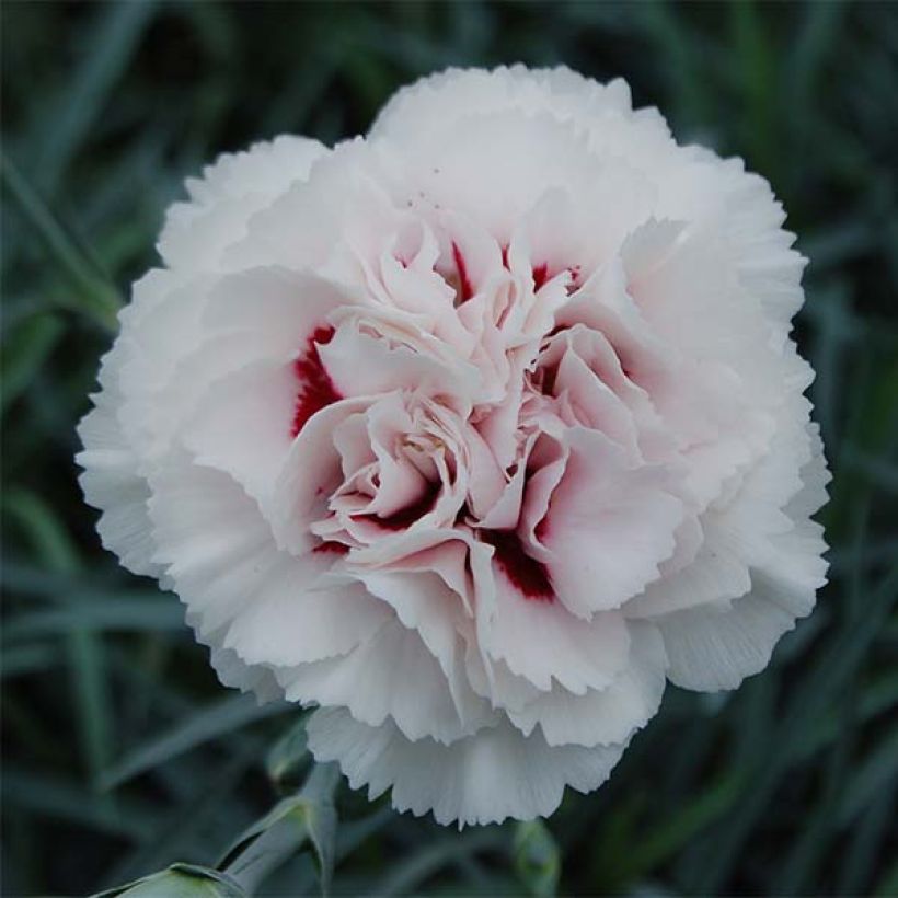 Dianthus plumarius Cranmere Pool - Grasanjer (Bloei)