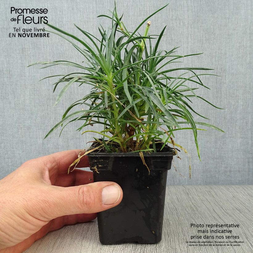 Exemplaar van Dianthus plumarius Cranmere Pool - Grasanjer Kweekpotje van 7/8 cm zoals geleverd in de herfst