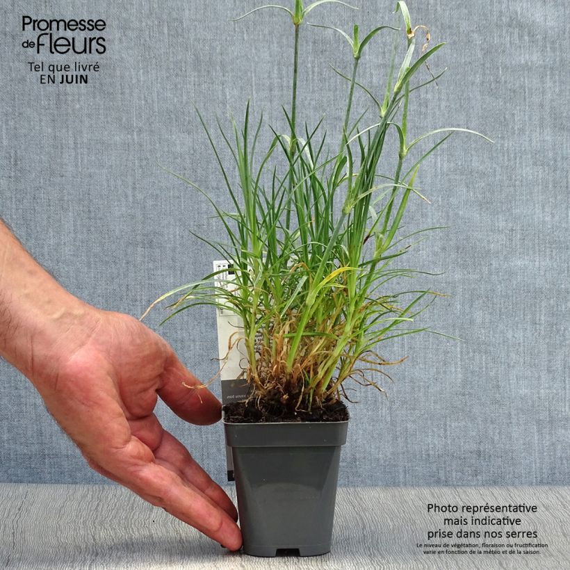 Exemplaar van Dianthus plumarius Cranmere Pool - Grasanjer Kweekpotje van 7/8 cm zoals geleverd in de zomer