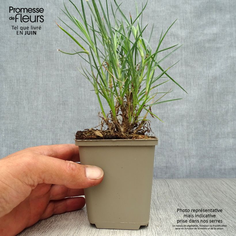 Exemplaar van Grasanjer David - Dianthus plumarius Kweekpotje van 8/9 cm zoals geleverd in de zomer