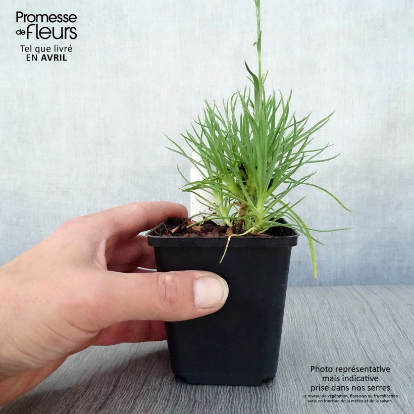 Exemplaar van Grasanjer Desmond - Dianthus plumarius Kweekpotje van 8/9 cm zoals geleverd in de lente