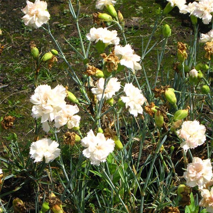 Dianthus plumarius Devon Cream - Grasanjer (Bloei)