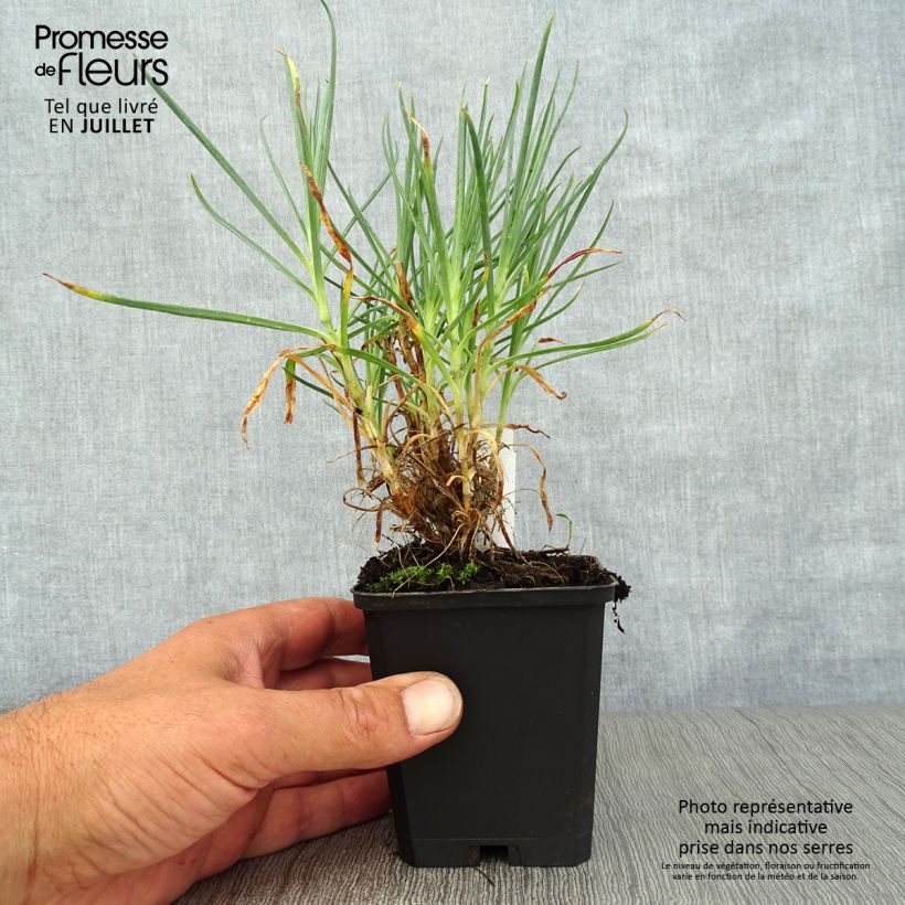 Exemplaar van Dianthus plumarius Devon Cream - Grasanjer Kweekpotje van 8/9 cm zoals geleverd in de zomer