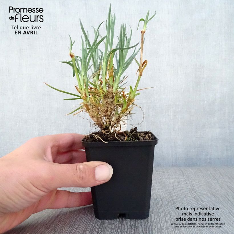 Exemplaar van Dianthus plumarius Devon Cream - Grasanjer Kweekpotje van 8/9 cm zoals geleverd in de lente