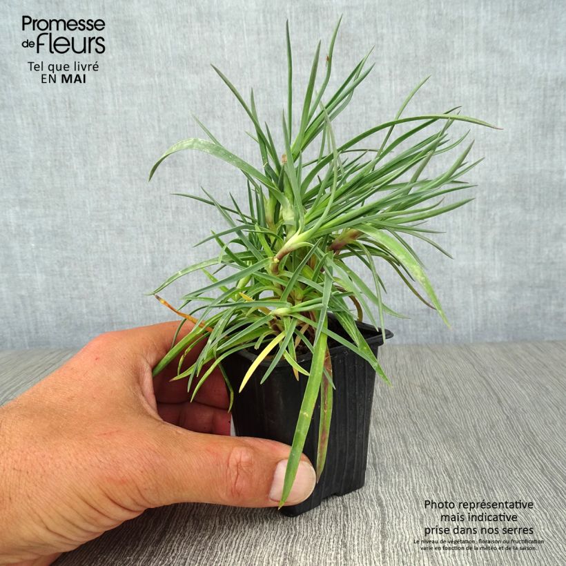 Exemplaar van Dianthus plumarius Devon Dove - Grasanjer Kweekpotje van 7/8 cm zoals geleverd in de lente