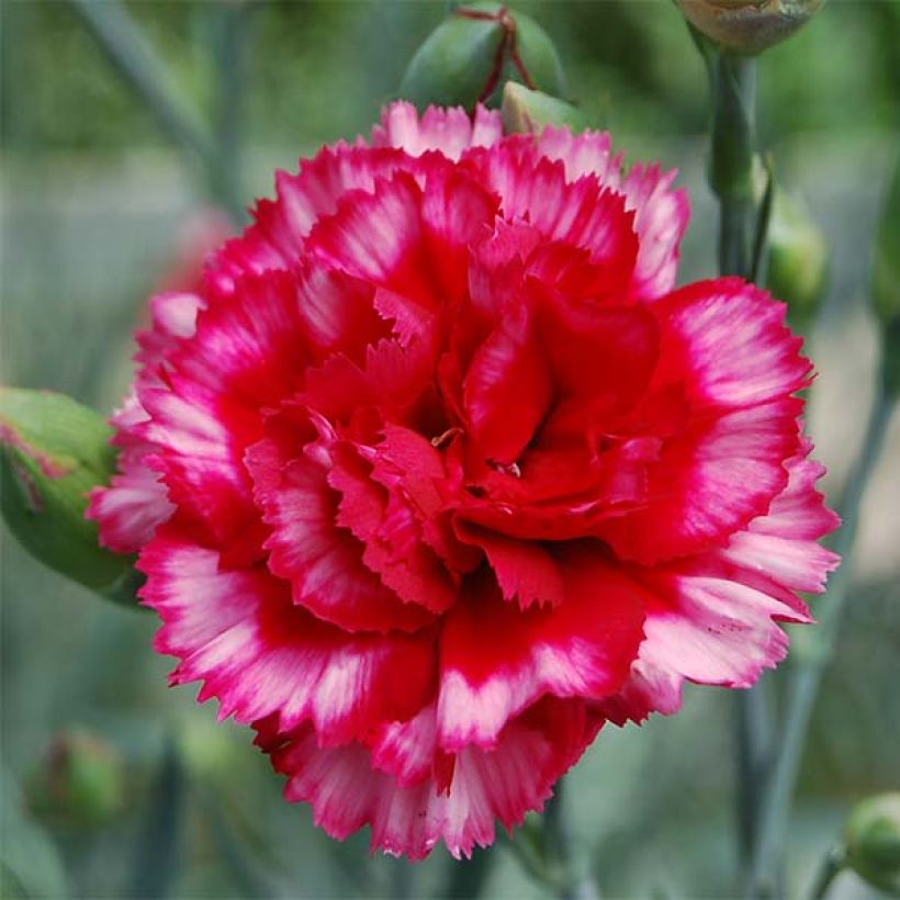Dianthus plumarius Devon Magic - Grasanjer (Bloei)