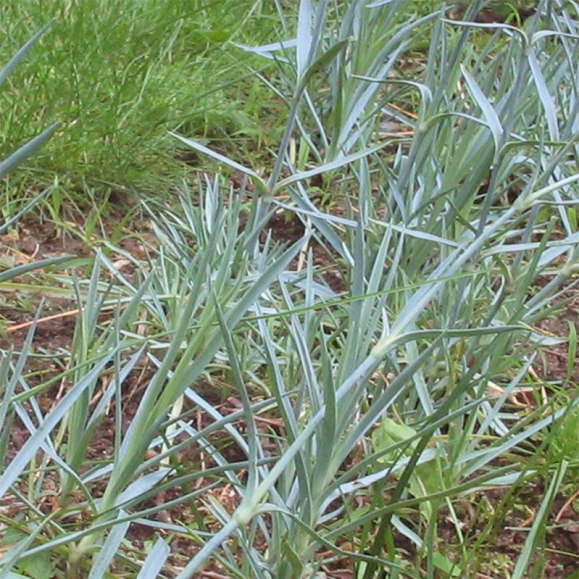 Grasanjer Doris - Dianthus plumarius (Blad)