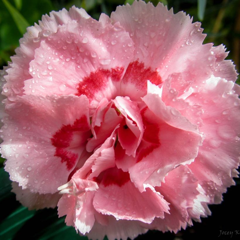 Grasanjer Doris - Dianthus plumarius (Bloei)