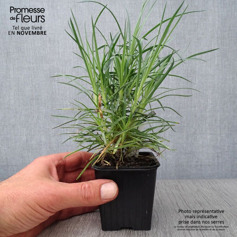 Exemplaar van Grasanjer Doris - Dianthus plumarius Kweekpotje van 8/9 cm zoals geleverd in de herfst
